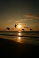 Taking flight