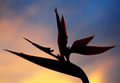 Sunset in (birds of) Paradise