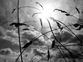 Face to the sun