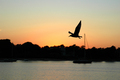 sunset w/ the gull