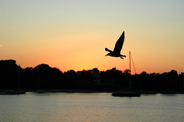 sunset w/ the gull