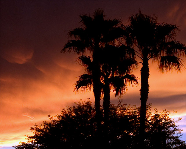 Three Palms