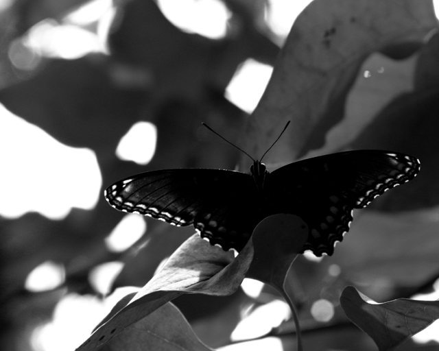 Flutter