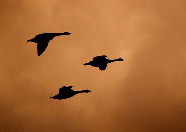 Dusk Flight