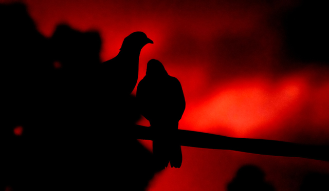 Pigeons at sunset