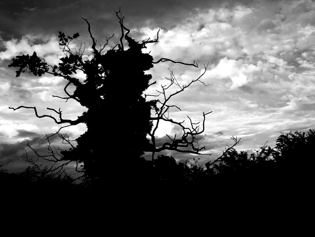 oak