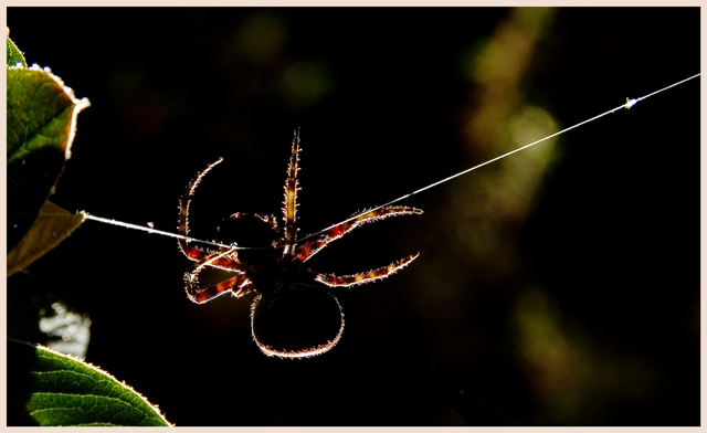 hanging by a thread