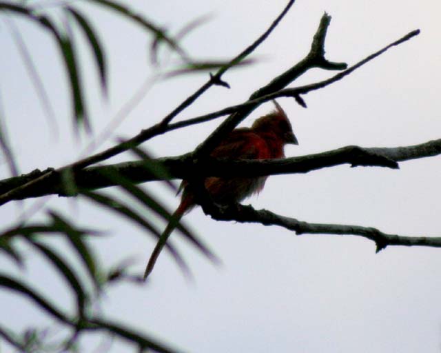 Cardinal Silhouette