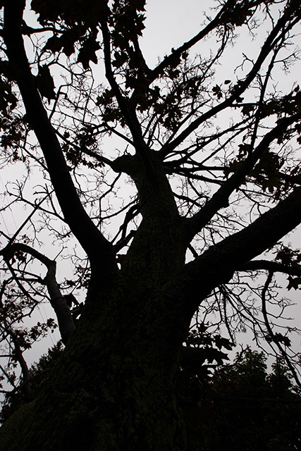 Spidering Branches