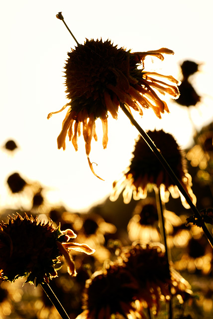 Floral liftoff