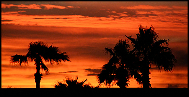 Palm Sunset on Rooftop