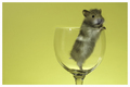 Prisoner of the Glass