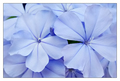 Blue Baby