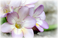 'spring'