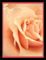 Pretty Petals