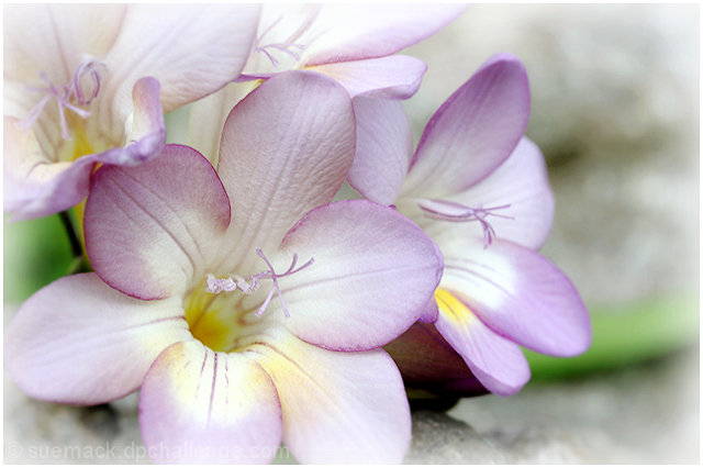 'spring'
