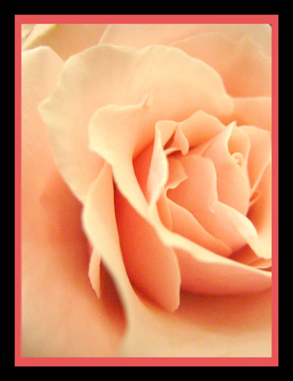 Pretty Petals