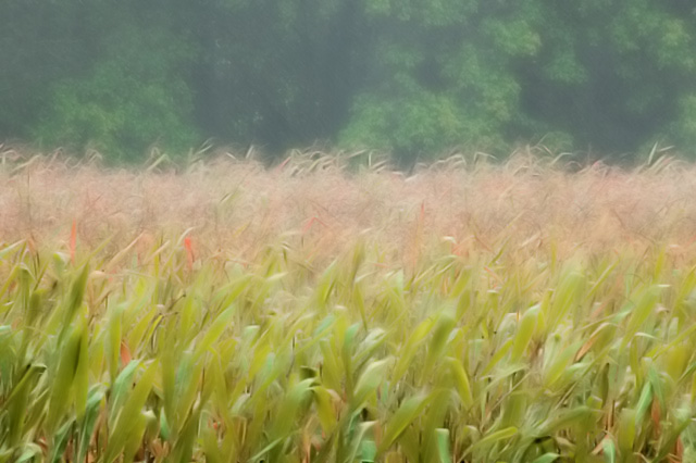 The Cornfield....Season Over