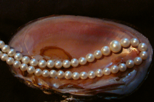 Pearls on Pinks