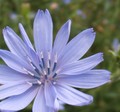 In Bloom