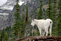 Rocky Mountian Goat