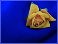 Yellow On Blue