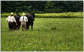 Plowing the Fallow Ground