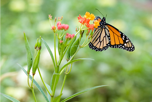 Monarch