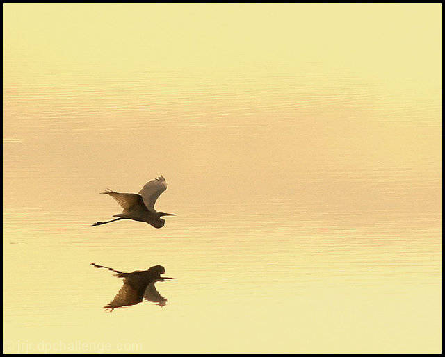 Just Above The Water