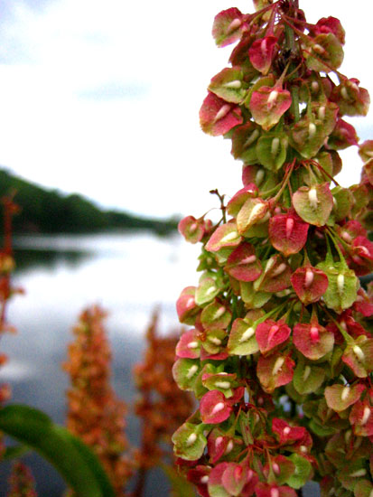 Flowers by the Water