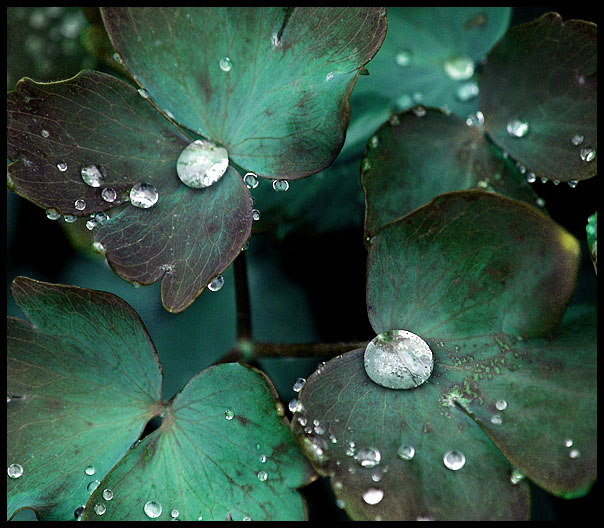 Drops at Thirds