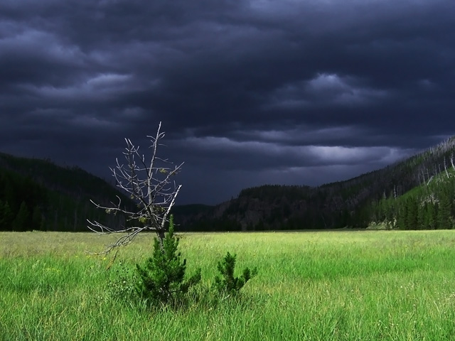 A dark cloud eyeing a dry tree