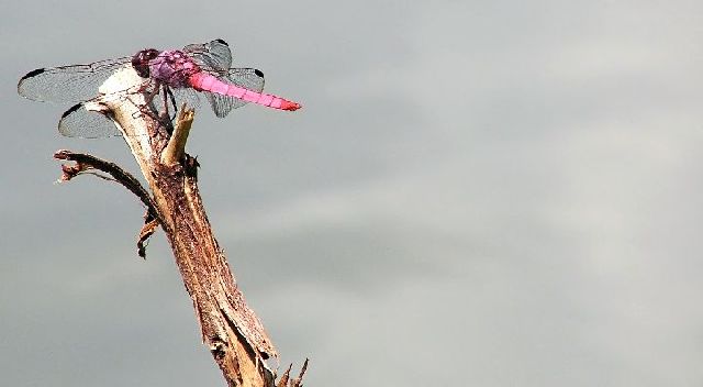 Roseate Skimmer