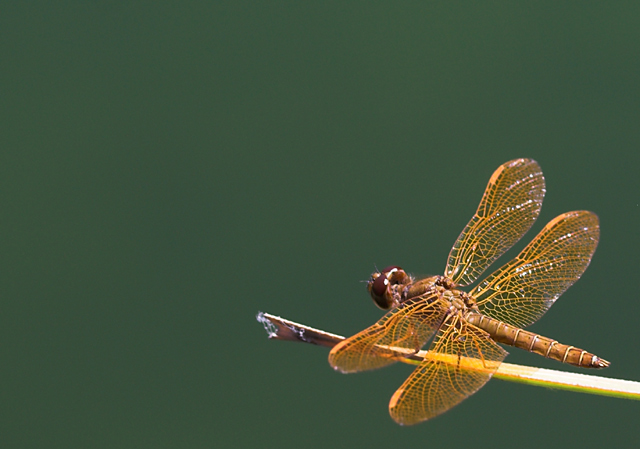 dragonfly