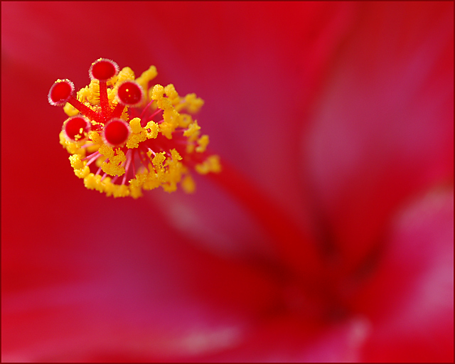 Hibiscus