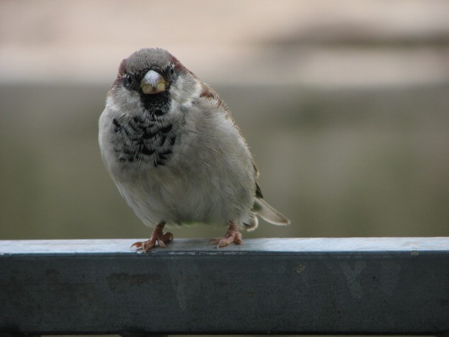 Sparrow