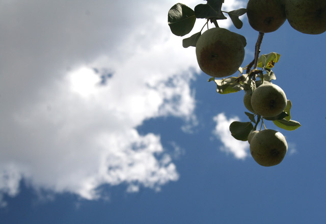 Pears at the farm