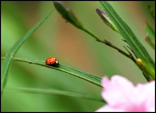 Ladybug