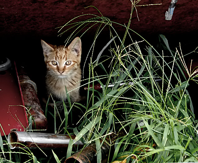 junkyard kitty