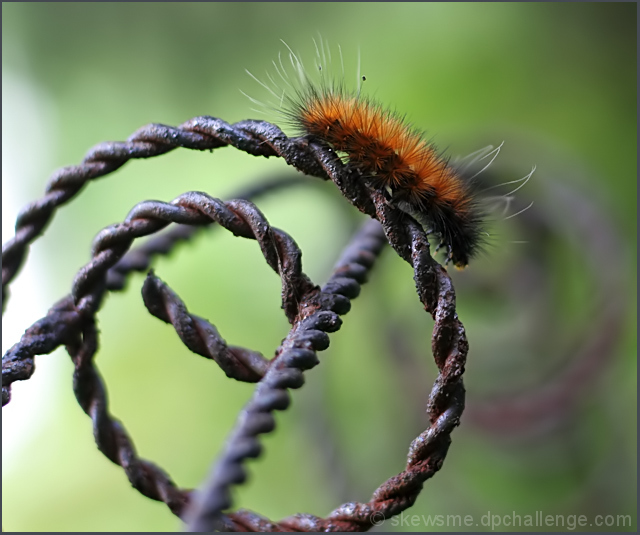 Woolly  Bear Spirals