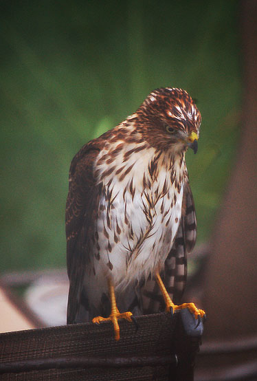 ...a beautiful bird landing on your back porch