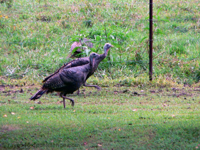 Turkey Trot (Country Living)
