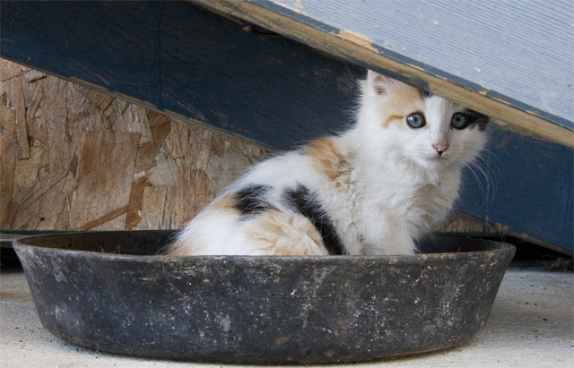 Farm Kitten