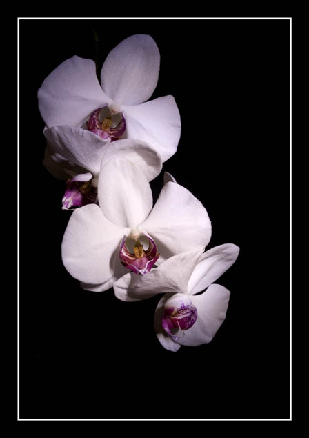 Orchids