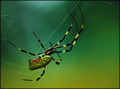 fall spider