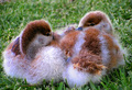 Beak Buddies
