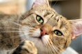 Purr?