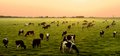 Counting cows