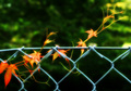 Vine, Fence