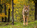 Coyote Pretty